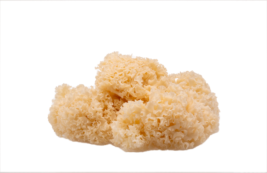 Cauliflower Mushroom — real GMF photography
