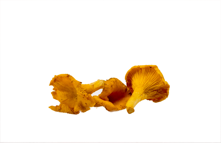 Chanterelle — real GMF photography