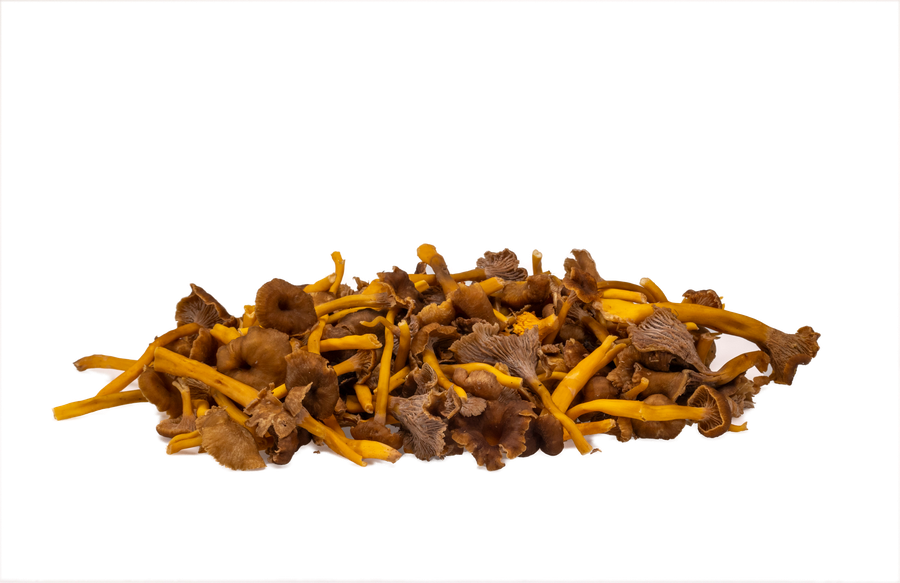 Yellow Funnel Chanterelle — real GMF photography