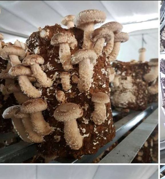 Shiitake growing on racks at a GMF farm