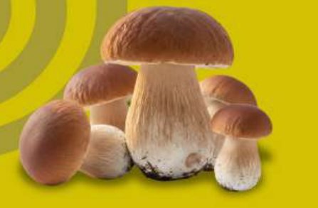 Cepes / Porcini — real GMF photography