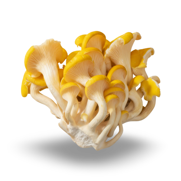Yellow Oyster — real GMF photography