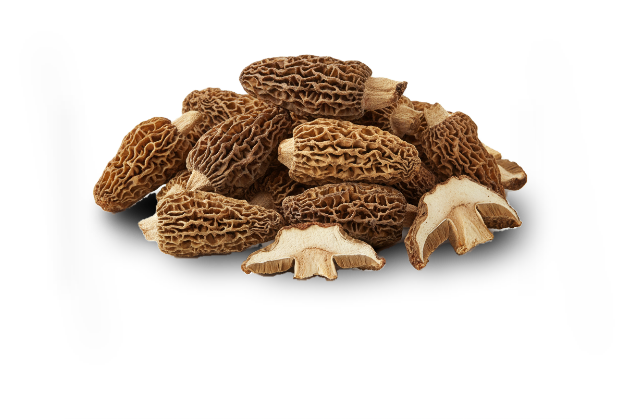 Morel — real GMF photography