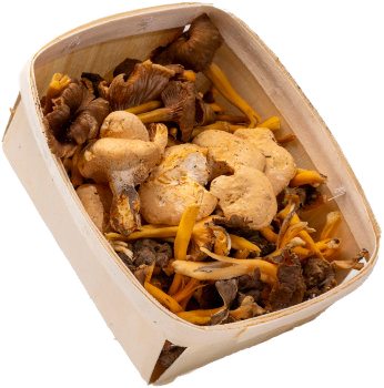 Premium Wild Mix — real GMF photography