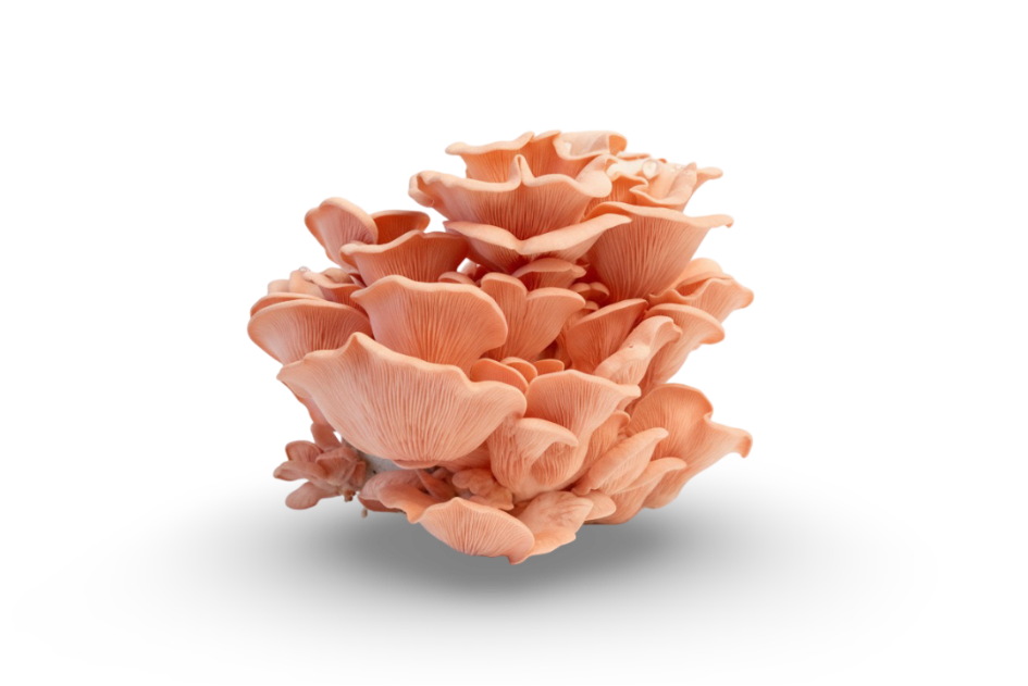 Pink Oyster — real GMF photography