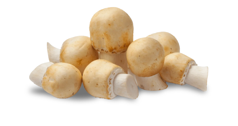 Field Mushroom — real GMF photography