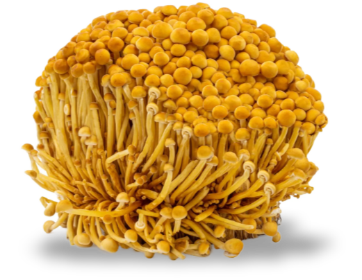 Golden Enoki — real GMF photography