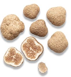 White Truffle — real GMF photography