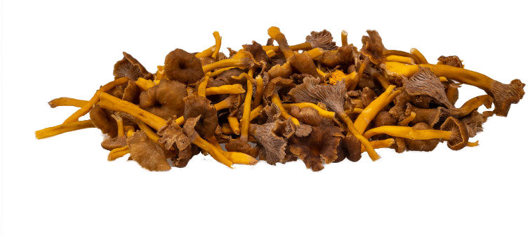 Grey Chanterelle — real GMF photography