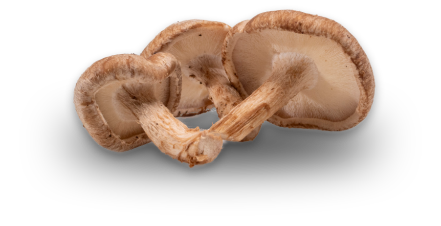 Shiitake — real GMF photography