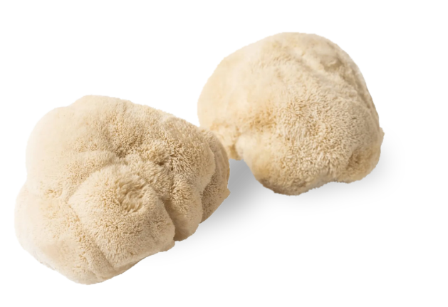 Pom Pom Blanc — real GMF photography