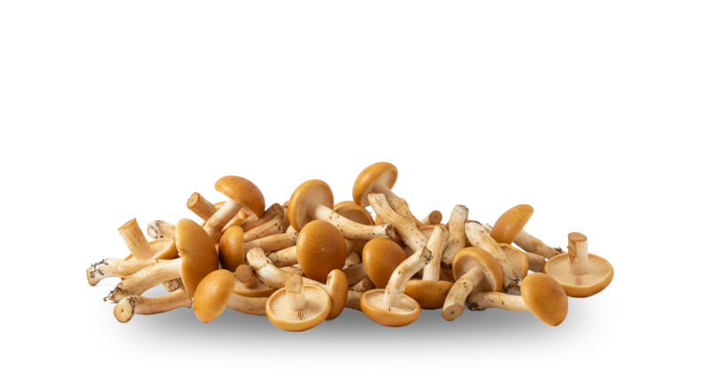 Nameko — real GMF photography