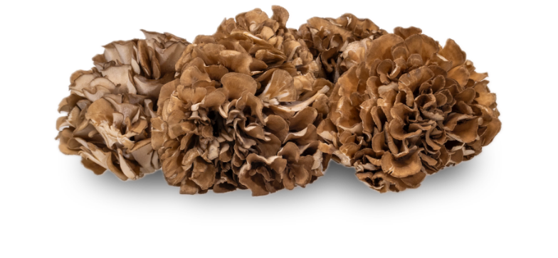 Maitake — real GMF photography